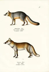 Renard gris, 1824